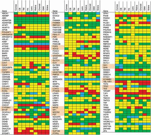 Figure 2. Heat map representation of highly likely POAG genes based on expression data from the ocular tissue database. We ranked genes by expression level and assigned percentiles (P). Red: >90th P, yellow: 50th–90th P, green: 10th–50th P, blue: <10th P. For SNPs situated in between genes, we listed the gene expression of both neighboring genes (these genes are highlighted in pairs in pink). Abbreviations: CB: Ciliary body; TM: Trabecular meshwork; ONH: Optic nerve head.