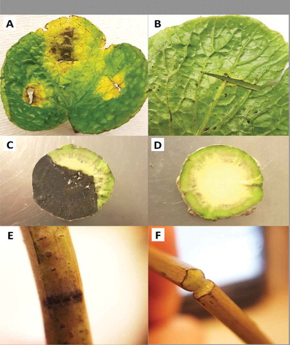 Fig. 6 (Colour online) Detached and wounded tissues inoculated with a mixed-isolate suspension of Verticillium isaacii resulting in symptom development. (a) Chlorotic lesions on leaves developed from the three points of inoculation compared to a wounded noninoculated leaf in (b). (c) Rhizome blackening from the point of inoculation compared to a healthy control (d). (e) Blackening of petiole tissue at the point of inoculation compared to a healthy petiole (f)