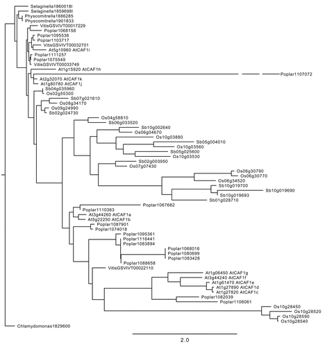 Figure 1 Phylogeny of plant CAF1 homologs. Protein sequences were aligned in ClustalW and manually edited in Se-Al. Parsimony analysis was run using PAUP.