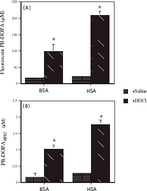 Figure 5. The effect of incubating bovine serum albumin (BSA) and human serum albumin (HSA) with HOCl on (A) fluorescent protein-bound dihydroxyphenylalanine (PB-DOPA) concentration and (B) PB-DOPA determined by HPLC (PB-DOPAHPLC). A solution of HOCl was prepared by diluting sodium hypochlorite solution (1 M in 0.1 M sodium hydroxide) with potassium phosphate buffer (100 mM). The absorption of the solution at 292 nm was determined and the concentration of HOCl (197 mM) was calculated using the appropriate molar absorption coefficient (ε = 350 M−1 cm−1). An aliquot (100 μL) of this HOCl solution or saline was added to 400 µL of BSA (8 mg/mL) and HSA (8 mg/mL) and the mixture was incubated for 30 min at room temperature. The final concentration of HOCl was 39.4 mM. Protein-bound DOPA concentration was measured in each solution by fluorometry. Values are mean ± SD, n = 3 separate experiments. The SD was too small to show for BSA incubated with saline. In a similar experiment, PB-DOPAHPLC was measured in solutions of BSA (2 mg/mL) and HSA (2 mg/mL) following incubation with HOCl (39.4 mM) for 30 min at room temperature. Values are mean ± SD (n = 3). * P<0.0001 compared with saline.