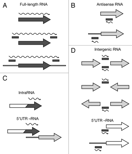 Figure 2. Categorization of Hfq-binding RNAs based on deep sequencing. Hfq-binding RNAs were categorized as (A) full-length RNAs, (B) antisense RNAs, (C) intraRNAs, or (D) intergenic RNAs. Annotated coding features (ORFs or RNAs) are represented as arrows and identified intervals are represented as bars. Dark gray elements indicate Hfq-enrichment, while white elements indicate non-enrichment; light gray indicates that an element can be either Hfq-enriched or non-enriched. The wavy line represents the predicted Hfq-binding RNA. For more details see Materials and Methods.