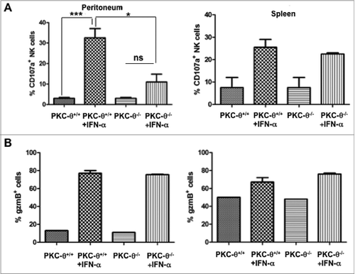 Figure 2. Dependence on PKC-θ for IFNα-induced NK cell immune function in vivo. (A and B) Protein kinase C-θ knockout (PKC-θ−/−) or wild-type (PKC-θ+/+) C57BL/6 mice were injected intraperitoneally with 10,000 IU/mL of interferon-α (IFNα) or the same volume of PBS. After 24 h, mice were sacrificed, and natural killer (NK) cells were magnetically isolated by MACS technology either from total spleen cells or cells derived from flushing the peritoneum. NK cells were functionally characterized following a 6 h stimulation with YAC-1 target cells at a 1:1 ratio, immunofluorescence staining and cytofluorimetric analysis. (A) The degranulation potential of isolated NK cells against YAC-1 cells was estimated using a fluorophore-conjugated anti-CD107a antibody and flow cytometry. (B) The granzyme B content of YAC-1 stimulated NK cells was estimated via immunofluorescence staining and flow cytometry. Data are the mean ± SD of assaying NK cells derived from 3 different mice in each experimental condition; statistical analyses were performed by Student's t test; *P < 0.05; ***P < 0.01; ns: difference not statistically significant.