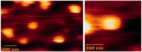 Figure 3. Atomic-forced microscopy image of PEG-PEI-SWNT particles.