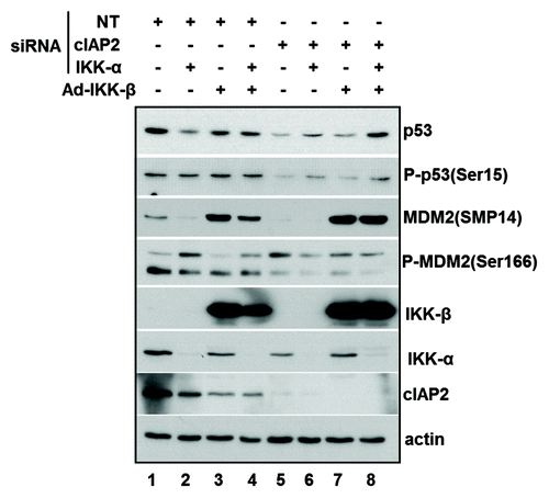 Figure 3. IKKα and IKKβ are both required for MDM2 activation and p53 downregulation following cIAP2 knockdown. MCF-10AT1 cells were transfected with cIAP2 or IKKα siRNA then infected with an adenovirus expressing a dominant-negative mutant of IKKβ. Non-targeting siRNA and adenovirus expressing GFP were used as transfection and infection controls. Protein extracts were immunoblotted for p53, P-p53 (Ser15), MDM2 (SMP14), P-MDM2 (Ser166), IKKβ, IKKα and cIAP2. The immunoblot shown is representative of three separate experiments.
