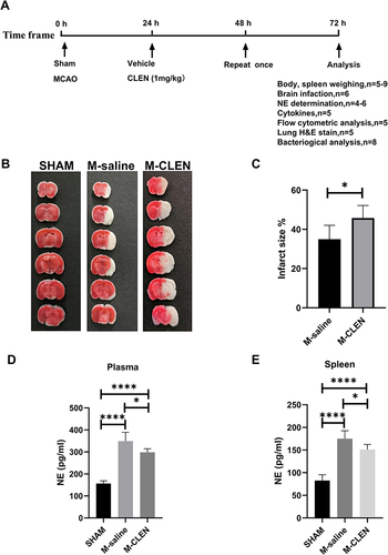 Figure 1 The schematic diagram of animal study design and infarct volumes and NE levels 3ds after MCAO stroke. (A) 8–10 weeks old male C57BL/6 mice were allocated randomly to the SHAM, M-saline, and M-CLEN groups. Mice were given intraperitoneally vehicle or CLEN respectively at 24 h and 48 h after stroke. 72 h following the stroke, mice were allocated into the indicated analyses. (B) Representative TTC-stained coronal serial sections of cortical infarcts in saline and CLEN treated MCAO mice 3 d after stroke. (C) Infarct volumes of MCAO in the saline and CLEN treated MCAO mice 3 d following the stroke (n = 6 per group). (D) Plasma NE levels were determined 3 d following the stroke in the sham-operated and saline, CLEN treated MCAO mice (SHAM n = 4, M-saline n = 5, M-CLEN n = 6). (E) Spleen levels of NE in the sham-operated and saline, CLEN treated MCAO mice 3 d following stroke (SHAM n = 5, M-saline n = 9, M-CLEN n = 6). *p < 0.05, ****p < 0.0001, one-way ANOVA with the post-hoc.