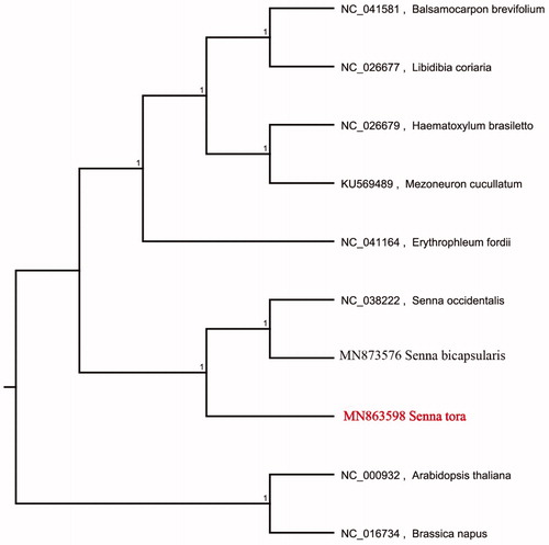 Figure 1. Neighbour-joining (NJ) analysis of S. tora and other related species based on the complete chloroplast genome sequence. Genbank accession numbers included in the Figure 1.