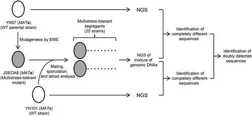 Figure 1. Procedure for identification of candidates for the multistress-tolerant mutation MLT2-1 by a combination of genetics and NGS technology. JSEOA8 strain possesses a chromosomal semidominant single-gene mutation designated as MLT2-1, which is responsible for the multistress-tolerant phenotype and has not been identified yet [Citation14]. WT indicates wild-type.
