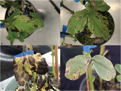 Fig. 2 (Colour online) Leaf samples from pathogenicity trials of Stemphylium blight on CDC 1310–5 faba bean leaves caused by Stemphylium eturmiunum isolates SB170 (A), SB171 (B), SB172 (C), and SB173 (D).
