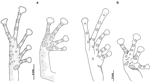 Figure 3. Palmar and plantar surfaces (a) Preserved holotype of Pristimantis ledzeppelin sp. nov., ZSFQ 1872, adult female, SVL = 36.1 mm, (b) Preserved holotype of Pristimantis muscosus, KU 219,482, adult female. Illustration (a) by Carolina Reyes-Puig, (b) modified from Duellman & Pramuk 1999 with permission