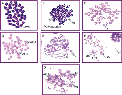 Figure 5.  Plates showing metaphase. (A) Control group showing normal metaphase. (B) Radiation control plate showing pulverization, minute, and fragment. (C) SE (200 mg)/kg) + RT (12 Gy)-treated group showing ring. (D) BE (200 mg/kg) + RT (12 Gy)-treated group showing acrocentric association (ACA). (E) GE (200 mg/kg) + RT (12 Gy)-treated group showing minute (M) and ring (r). (F) CE (200 mg/kg) + RT (12 Gy)-treated group showing acrocentric association (ACA), fragment (Frg), and deletion (del). (G) KE (200 mg/kg RT (12 Gy)-treated group showing acrocentric association (ACA), fragment (frg), and minute (M).