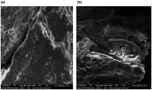 Figure 2. SEM micrograph of (a) MOSPR and (b) MOSPAC (magnification = 500×).
