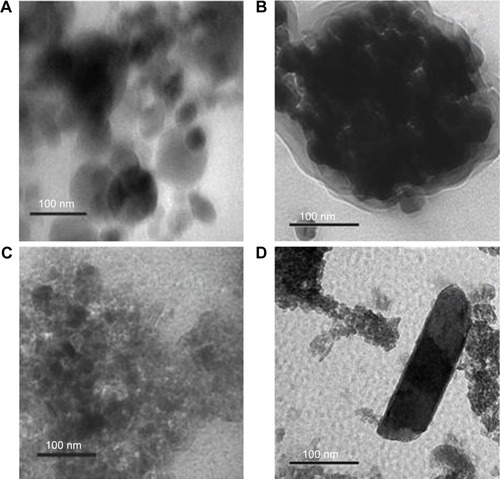 Figure 5 TEM images of (A) CL-graphene, (B) CL-graphene-Ag, (C) CL-graphene-IO, and (D) CL-graphene-HA.Abbreviations: TEM, transmission electron microscopy; CL, collagen; Ag, silver; IO, iron oxide; HA, hydroxyapatite.