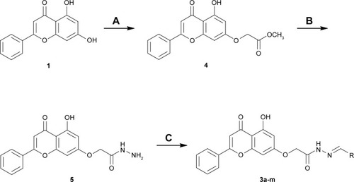 Scheme 1 Reagents and conditions: (A) methyl 2-bromoacetate, K2CO3, DMF, 0°C; (B) hydrazine hydrate 80%, EtOH, 0°C; (C) different aldehydes, CH3OH, HCl (cat.).