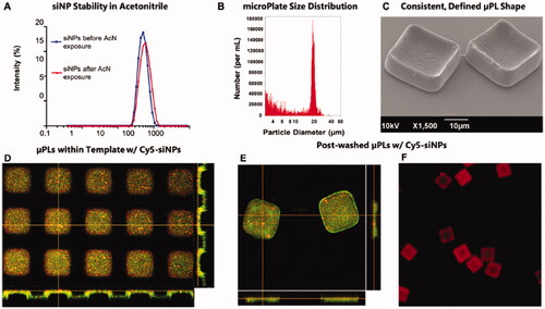 Figure 4. Characterization of siNP-μPLs. (A) Particle size distribution of Cy5-siNPs before and after acetonitrile exposure. (B) MicroPlate size distribution. (C) μPLs loaded with Cy5-siNPs SEM image. (D) PVA template containing Cy5-siNPs (red) dispersed within PLGA paste (yellow-green) confocal microscopy image. (E) Harvested Cy5-siNP loaded CURC-μPLs confocal microscopy image. (F) Cy5-siNP-μPLs without CURC (red) confocal microscopy image. Reprinted with permission from ACS Publications (Bedingfield et al., Citation2021).