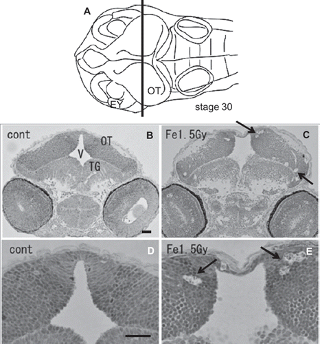 Figure 4. Histology of the iron-ion irradiated embryos at 24 h after irradiation (C, E) and that of nonirradiated embryos (B, D). Dorsal to top. The level is indicated in panel A, which shows the dorsal view of the embryo at stage 30. Arrows indicate clusters of dead cells that appeared as circular holes in the marginal area of optic tectum (arrows in C, E). V = ventricle; OT = optic tectum. Scale bar = 20 μm.