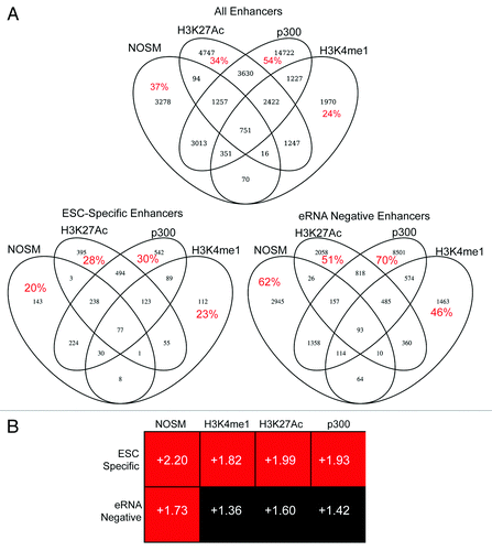 Figure 1. (A) Four-way Venn diagram to indicate the overlap between the four different classes of enhancers used in this study. Red numbers indicate the percent of enhancers that were unique to a given definition. (B) The different enhancer classes were linked to their nearest neighbor gene, and expression of the different gene sets was assessed by GSEA, comparing ESCs at day 0 and day 6-post retinoic acid differentiation. ESC-specific and eRNA-negative enhancers are defined in the text. Numbers within each box indicate the normalized enrichment score, defined by GSEA. Details on how this score is calculated are provided in the original manuscript describing GSEA.Citation38 Plus scores indicate a correlation of the gene-set with the Day 0 time point, Minus signs would indicate a correlation with the Day 6 time point. Red indicates a statistically significant (P < 0.05 and FDR < 10%) correlation with the Day 0 time point, black indicates the NES score was not statistically significant.