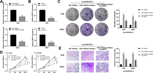 Figure 7 AC007207.2 enhances the progression of OS cells by miR-1306-5p/SIRT7 axis.