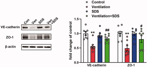 Figure 3. Effects of salidroside on the expression of VE-cadherin and ZO-1 in ventilator-induced lung injury model. Mice were ventilated for 4 h and salidroside (50 mg/kg) was administrated 1 h before ventilation, VE-cadherin and ZO-1 were detected by western blot analysis. Representative protein bands were presented on the left of the histograms. Data are presented as the mean ± SEM (n = 8). **p < 0.01 vs. control group, #p < 0.05, ##p < 0.01 vs. ventilation group.