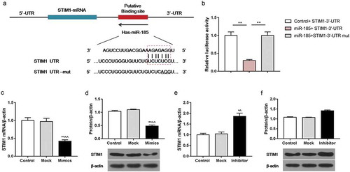 Figure 3. SITM1 was a target gene of miR-185. MOVAS cells were subjected to ox-LDL, and then transfected with miR-185 mimics, miR-185 inhibitor, STIM1-3ʹ-UTR and STIM1-3ʹ-UTR mut. (a) Targetscan website predicted the binding site of STIM1 target gene to miR-185. (b) The luciferase reporter assay was performed to assess the relative luciferase activity. (c-f) The mRNA and protein expression of STIM1 were detected by RT-qPCR (c, e) and Western blot (d, e). *P< 0.05, **P< 0.01, versus control. ^P< 0.05, ^^P< 0.01, versus mock.