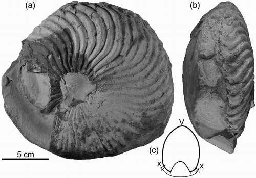Figure 1 Cymatoceras nichollsi, holotype, C2135, from O04/f261, float in Herenga Stream, near Kaeo. A, lateral view; dark patch on conch flank is that part of conch which was unexposed when found, where shell material has been limonitised; B, ventral view; C, approximate whorl profile, derived from partially preserved conch; V, venter; X–X, portion of profile not exposed, assumed. Centimetre scale applies only to A and B.