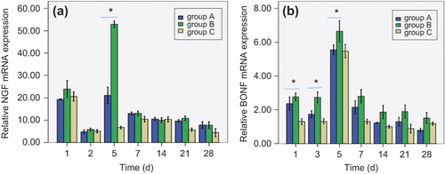 Figure 3. The expression of NGF, BDNF mRNA during nerve regeneration. Total RNA was isolated and qPCR was performed to quantify mRNA expression of NGF and BDNF in the tissues. The figures (a) and (b) illustrated relative NGF and BDNF mRNA levels, respectively. * p < 0.05.