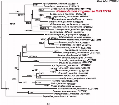 Figure 1. Phylogenetic maximum-likelihood (ML) tree of Neilupotamon xinganense and related brachyurans based on 13 PCGs nucleotide sequences from the mitochondrial genome. Kiwa tyleri serves as the outgroup. The numbers at the internodes are Bayesian inference (BI) bootstrap proportions and ML posterior proportions. The differences between the ML and BI trees are indicated by ‘–’. The scale bars represent genetic distance.