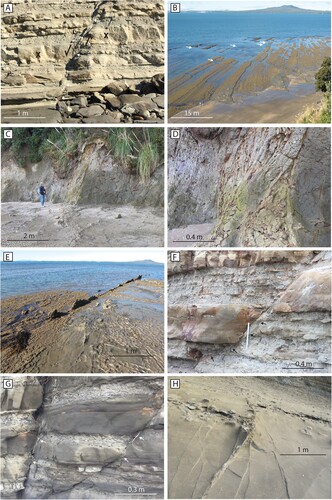 Figure 3. Examples of faulted outcrops in Waitematā Group rocks on the eastern coastline of Tāmaki Makaurau-Auckland. A, Example of a normal fault with decimetre displacements at Caster Bay, North Shore. White arrows indicate the position of the fault and a displaced marker bedd is annotated with an ‘X’. B, NE-striking normal faults dissecting Waitematā Group rocks on a shore platform, near Kennedy Park, North Shore. C, Fault breccia zone observed within a normal fault (down to the left) observed at Musick Point. D, Close-up image of the fault breccia in C. E, NW-SE-striking normal fault (down to the north) cemented by carbonate concretions, near Kennedy Park, North Shore. F, Example of a gouge-filled fault plane at Waiake Bay, North Shore. G, Calcite-filled faults in the Waitematā Group at Grannys Bay, North Shore. White arrows indicate the position of the calcite veins. H, Calcite-filled faults and fractures on a shore platform near Kennedy Park, North Shore. The veins and fractures seen here strike approximately NW-SE, the displaced bed has an offset of ∼40 cm.