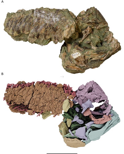 Figure 4. Skull and abdomen of †Iridopristis parrisi in right lateral view. Holotype (NJSM GP12145), Hornerstown Formation, early Paleocene (Danian), New Jersey, USA. A, specimen photograph and B, rendered µCT model. Skeletal regions highlighted as follows: neurocranium (pink), suspensorium (purple), circumorbitals (coral), jaws (light blue), opercles (light orange), ventral hyoid (light green), gill skeleton (dark green), pectoral girdle (yellow), scales (dark orange), vertebral column (red). Arrow indicates anatomical anterior. Scale bar represents 5 cm.