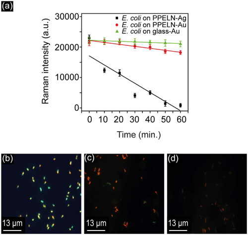 Figure 2. (a) Background-subtracted intensity for the 1455.5 cm−1 peak from E. coli on PPELN-Ag (black) and for the 1453.5 cm−1 peaks from E. coli on PPELN-Au (red) and glass-Au (green) as a function of time. The 0-minute SERS spectra were collected 10 minutes after adding bacteria to the PPELN substrates; spectra were subsequently recorded from the same point every 10 minutes for 1 hour. Fluorescence images of E. coli on PPELN-Ag at (b) 20 minutes, (c) 40 minutes, and (d) 60 minutes.