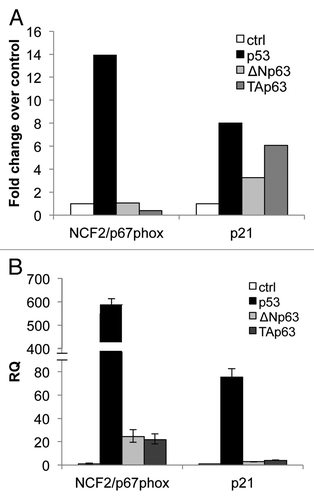 Figure 1. mRNA expression of NCF2/p67phox in SaOs-2 and in H1299 by p53 family members. (A) Microarray in SaOs-2 inducible clones for each transcription factor. Expression of NCF2/p67phox was measured 24 h after induction with doxycycline. p21 is used as a positive control. (B) Real-time PCR analysis of NCF2/p67phox expression following transfection of p53, ΔN or Tap63 in non-small cell lung carcinoma H1299 cells. p21 is used as a positive control.