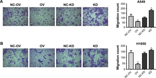 Figure 3 Overexpression of CD300A decreases migration of NSCLC cells.