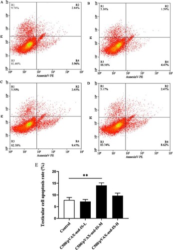 Figure 8. Percentage of testicular apoptotic cells in rats immunized with C500 (A), C500/pVAX-asd-IS-L (B), C500/pVAX-asd-IS-M (C) and C500/pVAX-asd-IS-H (D), which were analysed by ﬂow-cytometry using Annexin V-PE/PI double staining. Quantitative analysis of apoptotic cells by Annexin V-PE/PI (E). Results were compared with the control group and data are presented as the mean ± SEM (n = 10), * and ** indicate significant differences p <0.05 and p <0.01, respectively among groups.