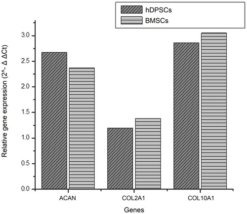 Figure 6 Relative gene expression of aggrecan (ACAN), collagen II (COL2A1), and type X collagen (COL10A1) by real-time PCR. Relative gene expression (2^-Δ ΔCt) was calculated for chondrogenic-differentiated cells with non-differentiated cells as control. The values were demonstrated by three independent experiments at each time point, n = 3. (Ct = cycle threshold, Δ = delta, 2^ = log2).