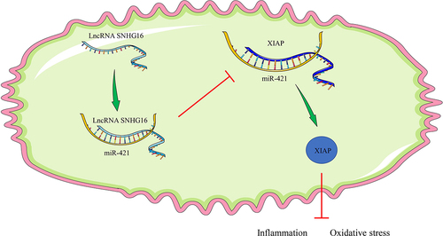 Figure 6. Mechanism of SNHG16 in OS injury and cell inflammation post-OGD/R. SNHG16 comparatively bound to miR-421 to inhibit the binding of miR-421 and XIAP and to further facilitate XIAP expression, thereby attenuating OS injury and cell inflammation post-OGD/R.