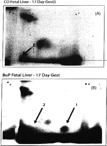 FIG. 4 Detection of BPDE-DNA in CD4+CD8− fetal liver cells via [32P]-post-labelling. Data are representative of 3 experiments. Arrow #1 points to BPDE-DNA complex and Arrow #2 to origin. Fetal liver samples of (A) Corn oil (CO) control and (B) B(α) P-exposed progeny collected at Day 17 gestation.
