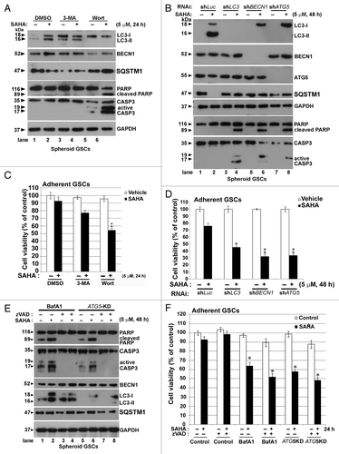 Figure 5. Effects of autophagy inhibitors and knockdown of autophagy-related genes on SAHA-induced autophagy and cytotoxicity in GSCs. (A) Spheroid GSCs (1 × 106 cells/60-mm dish) were treated with 5 μM SAHA alone or pretreated with 5 mM 3-MA or 50 nM wortmannin for 1 h, then treated with SAHA (5 μM) for 24 h, and then harvested for analysis by western blot and detection of LC3, BECN1, SQSTM1, cleaved PARP and CASP3. In some experimental groups, cell viability of adherent GSCs (5 × 103 cells/well of 96-well plate) was analyzed on MTT assay (C). (B) Equal amounts of spheroid GSCs total cell lysates from shLuc, shLC3, shBECN1 and shATG5 GSCs (1 × 106 cells/ 60 mm dish) after 5 μM SAHA treatment for 48 h were analyzed by western blot assays for LC3, BECN1, ATG5 and SQSTM1 to confirm the lack of LC3, BECN1 and ATG5 expression in GSCs. GAPDH was a loading control. In some experimental groups, cell viability of adherent GSCs was analyzed using the MTT assay (D). (E) Spheroid GSCs were treated with 25 nM BafA1 or ATG5 gene knockdown alone or in combination with 5 μM SAHA or 20 μM z-VAD for 48 h and then harvested for western blot analysis. Cell lysates were resolved in SDS-PAGE and probed with indicated antibodies. (F) In some experimental groups, cell viability was determined by the MTT assay after the treatment of adherent GSCs for 24 h. The data represent the mean and SEM of three independent experiments. *p < 0.05 compared with control on Student t-test.