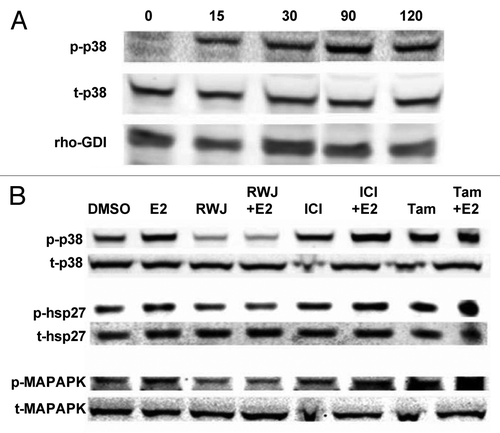 Figure 1. RWJ67657 inhibits p38-MAPK signaling. (A) MCF-7 cells were treated with E2 for the indicated times followed by western blot analysis. (B) MCF-7 cells were treated with RWJ67657, E2, tamoxifen (Tam) or ICI 182,780 (ICI) as indicated for 30 min followed by western blot analysis for total and phosphorylated levels of p38, hsp27 and MAPAPK. Blots shown are representative images of three separate experiments.