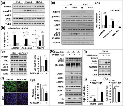 Figure 2. PRMT1-deficient muscles exhibit elevated catabolic pathways with increased autophagy. (a) Immunoblot analysis of fed, fast (16 h) or re-fed (6 h) TA muscles for expression of various regulators. (b) Quantification of the relative protein levels of p-AMPK, LC3-II and PRMT1. The intensity of p-AMPK, LC3-II and PRMT1 were normalized to total AMPK, LC3-I and TUBB/β-tubulin, respectively. The value of the fed state was set to 1.0 (n = 4). Data represent means ± SD. *P < 0.05, **P < 0.01, ***P < 0.001. (c) Immunoblot analysis of control and prmt1 mKO muscles treated with control or insulin (0.1 U/mouse) for 10 min (n = 3). (d) Quantification of the relative protein levels of p-AMPK, LC3-II and SQSTM1 from control and prmt1 mKO muscles without insulin treatment. The intensity of p-AMPK, LC3-II and SQSTM1 were normalized to total AMPK, LC3-I and TUBB, respectively. The value of control muscles was set to 1.0 (n = 3). Data represent means ± SD. *P < 0.05, ***P < 0.001. (e) Immunoblot analysis of C2C12 cells infected with adenoviruses for control RNAi (ad-control) or Prmt1 RNAi (ad-Prmt1i) at D3 for the expression of MHC, LC3 and TRIM63. Quantification of the relative protein levels of LC3-II. The intensities of LC3-II were normalized to LC3-I. Data represent means ± SD. *P < 0.05, **P < 0.01, ***P < 0.001. (f) Immunostaining for MHC in C2C12/ad-control or C2C12/ad-Prmt1i cells at D3. Scale bar: 50 μm. (g) Quantification of myotube diameter in C2C12/ad-control or C2C12/ad-Prmt1i cells at D3. Data represent means ± SD. *P < 0.05, **P < 0.01, ***P < 0.001. (h) C2C12/pcDNA-HA and C2C12/PRMT1-HA cells were starved in DMEM containing 2% HS for the indicated hours followed by immunoblot analysis for the indicated markers. (i–k) Immunoblot analysis and quantifications of LC3-II levels from C2C12/pcDNA-HA and C2C12/PRMT1-HA cells treated with or without 10 nM bafilomycin A1 for 3 h. (n = 3). Data represent means ± SD. *P < 0.05, **P < 0.01, ***P < 0.001.