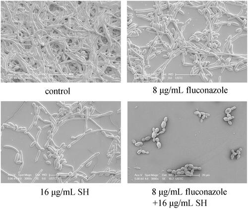Figure 1. SEM inspection of SH and/or fluconazole against C. albicans 1601 when no drug, 8 μg/mL fluconazole, 16 μg/mL SH, and 8 μg/mL fluconazole and 16 μg/mL SH were used.