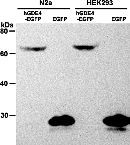 Figure 5.  Expression of hGDE4 tagged with EGFP in mammalian cells. N2a and HEK293 cells were transfected with either control vector pEGFP-N3 or phGDE4-EGFP. After 48-hour transfection, the expression of hGDE4 tagged with EGFP was detected with western blotting analysis. Migration of molecular weight standard proteins is indicated to the left of the Figure.