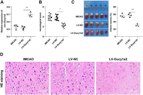 Figure 3. Overexpression of circ-Gucy1a2 reduced cerebral infarction volume in CI/RI mice. The LV-Gucy1a2 lentiviral vector and LV-NC lentiviral vector were injected into the lateral ventricles of mice to overexpress circ-Gucy1a2. Two weeks later, CI/RI mouse models were established. A: The expression of circ-Gucy1a2 was detected by RT-qPCR, N = 4; B: Neurobehavioral score was used to detect neurological impairment in mice, N = 12; C: TTC staining was used to observe the volume of cerebral infarction in CI/RI mice induced by tMCAO, N = 4; D: HE staining was used to detect the pathological changes of mouse brain tissue, N = 4. One-way ANOVA was used for data comparison among groups and Tukey’s test was used for the post hoc test. * P < 0.05, ** P < 0.01.