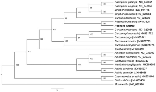 Figure 1. Phylogenetic tree reconstruction of 22 taxa in Zingiberales including 2 species in Roscoea using maximum likelihood (ML) methods based on whole cp genomes. ML bootstrap support value presented at each node.