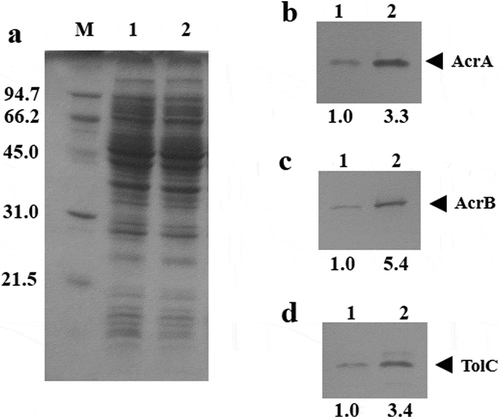 Figure 2. Western blot analysis of AcrA, AcrB, and TolC expression. The organisms were aerobically grown in LBGMg (IPTG, Ara, Amp) medium at 30°C. Cell lysates were prepared from cells in the exponential growth phase. Total cell lysate containing 15 μg protein of JA300ΔaraA(pBADN) and JA300ΔaraA(pBADacrABtolC) were separated by a 0.1% sodium dodecyl sulfate-12.5% polyacrylamide gel electrophoresis. Protein was detected by staining with Coomassie brilliant blue R-250 (a) or by using polyclonal anti-AcrA (b), AcrB (c), or TolC (d) antibodies. The expression ratio compared to the level of JA300ΔaraA(pBADN) is shown below each lane. Lanes: M, molecular mass markers (kDa); 1, JA300ΔaraA(pBADN); 2, JA300ΔaraA(pBADacrABtolC).