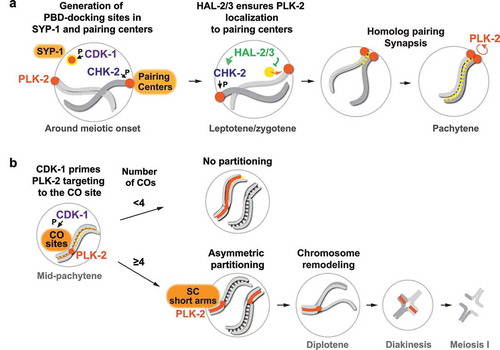 Figure 2. Multiple layers of control to regulate dynamic PLK-2 localization during meiotic prophase in C. elegans.