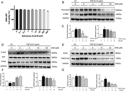 Figure 5. SAB protects against TGF-β induced fibrosis in vitro. (A) Effect of SAB on NRK-49F cell proliferation (n = 5), cells were treated for 24 h. (B, D, E) Immunoblot analysis of FN, α-SMA, PTEN, p-AKT, AKT, EZH2 and H3k27me3 expression. (C, F, G) The ratio of FN, α-SMA, PTEN, EZH2 and H3k27me3 to GAPDH protein and phosphorylated AKT to AKT protein was measured (n = 6). #p < 0.05 vs. control group; ##p < 0.01 vs. control group; *p < 0.05 vs. model group; **p < 0.01 vs. model group.