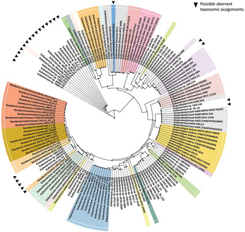 Figure 1. Phylogenetic relationship of Eubacterium spp. Complete genomes for Eubacterium species (current and recently reassigned) were obtained from NCBI along with other closely related gut microbes. 16 ribosomal marker proteins (including rpL14, rpL15, rpL16, rpL18, rpL22, rpL24, rpL2, rpL3, rpL4, rpL5, rpL6, rpS10, rpS17, rpS19, rpS3 and rpS8) were extracted from each genome, aligned with MAFFT v7.271Citation21 and concatenated to create a RP16 protein alignment. Phylogenetic reconstruction using maximum likelihood was carried out in IQ-TREECitation22 with the following settings: -mset WAG,LG,JTT,Dayhoff -mrate E,I,G,I + G -mfreq FU -wbtl. Only genomes with at least 4 ribosomal marker proteins were included in the tree. The resulting tree was visualized using iTOL.Citation23 Possible misclassifications are denoted by filled, inverted triangles in the phylogram. Tree nodes are depicted by filled circles.
