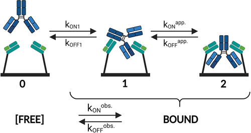 Figure 4. Schematic depiction of a bivalent analyte (IgG) interacting with a monovalent ligand (FcRn). State 0 shows the free state of monovalent FcRn (immobilized) and bivalent IgG (in solution). The transition from State 0 to State 1 illustrates that the bivalent analyte associates with one binding site on FcRn (kON1 and kOFF1). in its subsequent transition to State 2 the IgG concurrently binds via its second binding site to another FcRn, which is in close proximity to the first one, thereby forming a bivalent complex. The avidity occurs accordingly to the absolute and relative contributions of the individual on- and off-rates of the transitions 0 ↔ 1 and 1 ↔ 2. The dynamic dissociation and re-association of one to two binding sites, the transition 2 ↔ 1 ↔ 2 (kONapp. and kOFFapp.), is crucially important for the effective off-rate and hence for the avidity. Typically, it is impossible to differentiate between singly bound and doubly bound states within the measurement signal. As a result, only the ‘observable’ kinetic rates (kONobs. and kOFFobs.) between the free and any type of bound state are measured. The illustration is created with BioRender.com.
