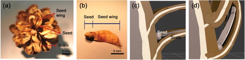 Figure 1. Pine seed morphology and dispersal from the pine cone into the air. (a) A pine seed matures in a pine cone. (b) The pine seed consists of the seed and seed wing. (c,d) Schematics showing how pine cone scales respond to dry and rainy weather; the figures were generated using the 3ds Max software (Autodesk Inc., USA). (c) On a dry and sunny day, cone scales open and disperse pine seed. (d) In contrast, on a humid and rainy day, the cone folds its scales and prevents seed release.