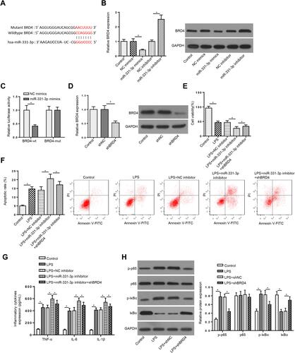 Figure 4 MiR-331-3p regulates LPS-triggered injury in LPS-induced FHCs by modulating BRD4 (A) StarBase website was used to predict the binding site between BRD4 and miR-331-3p. (B) RT-qPCR and Western blotting assays showed the mRNA and protein levels of BRD4 in FHCs transfected with NC mimics or miR-331-3p mimics and NC inhibitor or miR-331-3p inhibitor. (C) Luciferase reporter assay showed luciferase activity of BRD4-wt or BRD4-mut in FHCs transfected with NC mimics or miR-331-3p mimics. (D) RT-qPCR and Western blotting assays showed BRD4 expression of TIMP3 in FHCs treated with shBRD4. (E–G) CCK-8, flow cytometry and ELISA assays showed the viability, apoptosis and inflammatory cytokines levels of FHCs stimulated by LPS, LPS+NC inhibitor, LPS+miR-331-3p inhibitor, and LPS+miR-331-3p inhibitor+ shBRD4. (H) RT-qPCR and Western blotting assays determined the mRNA and protein levels of phosphorylated-p65 (p-p65), p65, phosphorylated-IκBα (p-IκBα), and IκBα of FHCs stimulated by LPS, LPS+shNC and LPS+shBRD4. *p<0.05.