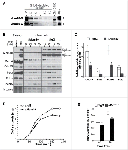 Figure 3. Lack of Mcm10 leads to reduction in chromatin bound replisome proteins. A, Egg extract was immunodepleted with either nonimmune IgG or Mcm10 antibodies (raised against N- or C-terminus of the protein). So that the efficiency of depletion could be estimated, 0.5 µl of each of the depleted extracts and known amounts of nonimmune-depleted extract was immunoblotted for Mcm10 using 2 different antibodies. B, Control (nonimmune IgG) and Mcm10 depleted extract were supplemented with demembranated sperm nuclei. After incubation for the indicated times, chromatin was isolated and immunoblotted for Mcm10, Mcm4, Cdc45, Psf2, Pol α and PCNA. The lower portion of the gel was stained with Coomassie to visualize histones. C, Quantitation of Cdc45, Pol α, PCNA and Psf2 bound to chromatin at 60 min in control and Mcm10 depleted extracts. Mean and SEM of 3 independent experiments is shown. D, E, Control and Mcm10 depleted extracts were supplemented with 3 ng DNA/µl and [α-32 P]dATP; total DNA synthesis was determined at the indicated times. (E) Mean incorporation of [α-32 P]dATP at 90 and 120 min. and SEM of 3 independent experiments is shown.